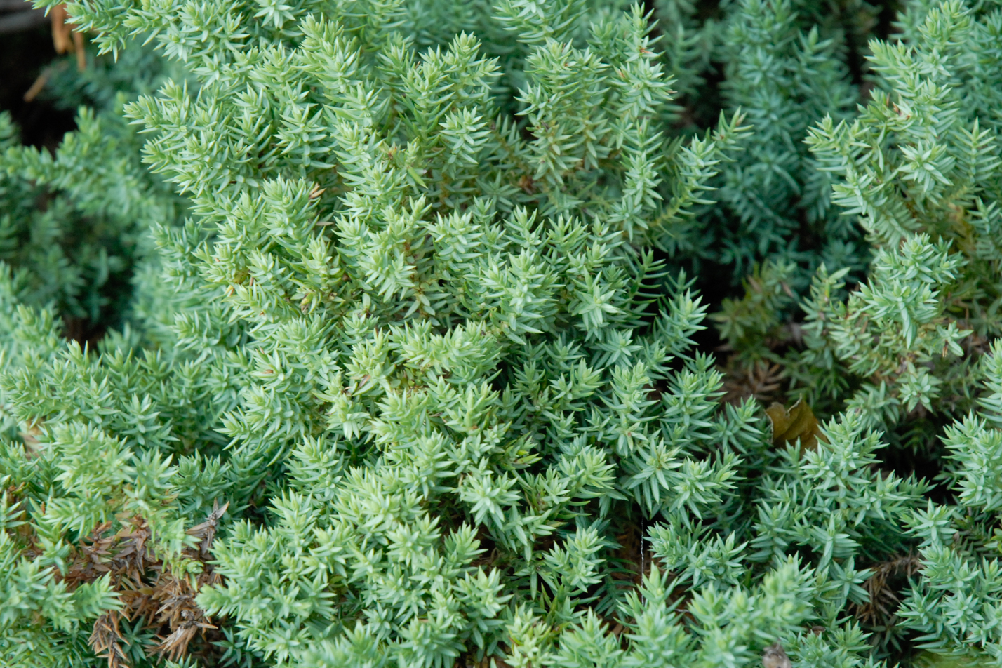 Dwarf Creeping Juniper